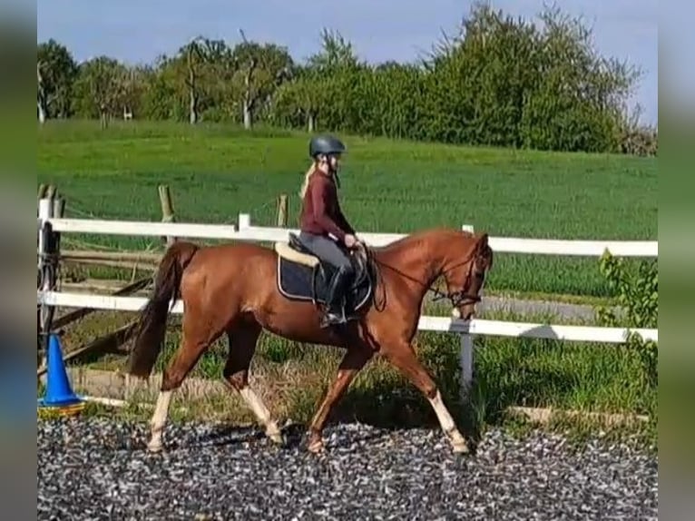 German Riding Pony Gelding 4 years 14,3 hh Chestnut-Red in Langenbrettach