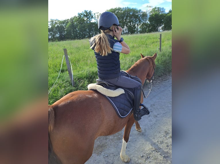 German Riding Pony Gelding 4 years 14,3 hh Chestnut-Red in Langenbrettach