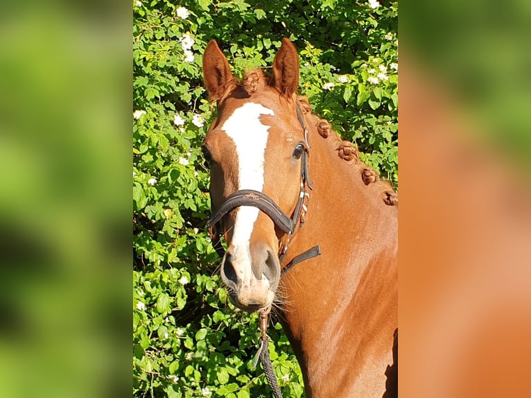 German Riding Pony Gelding 4 years 14,3 hh Chestnut-Red in Langenbrettach