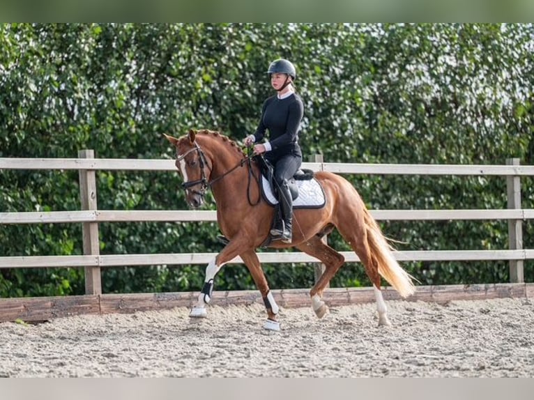 German Riding Pony Gelding 4 years 14.3 hh Chestnut-Red in Schoorl