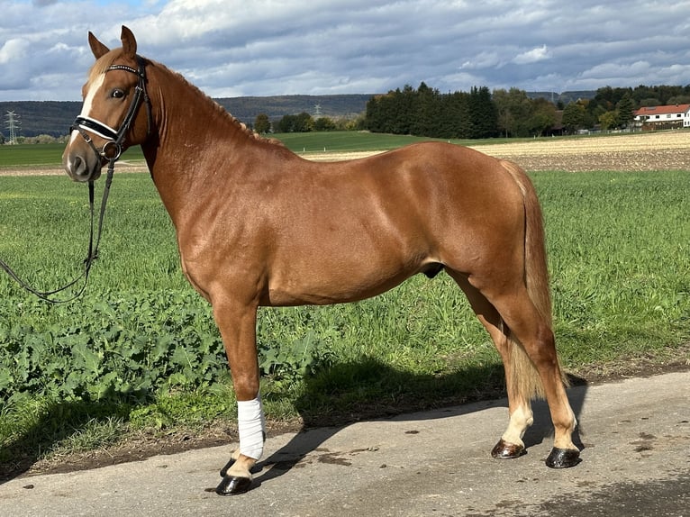 German Riding Pony Mix Gelding 4 years 14,3 hh Chestnut-Red in Riedlingen