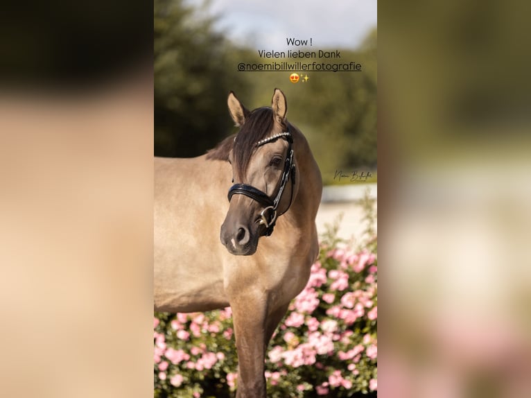 German Riding Pony Gelding 4 years 14.3 hh Dun in Grevenbroich