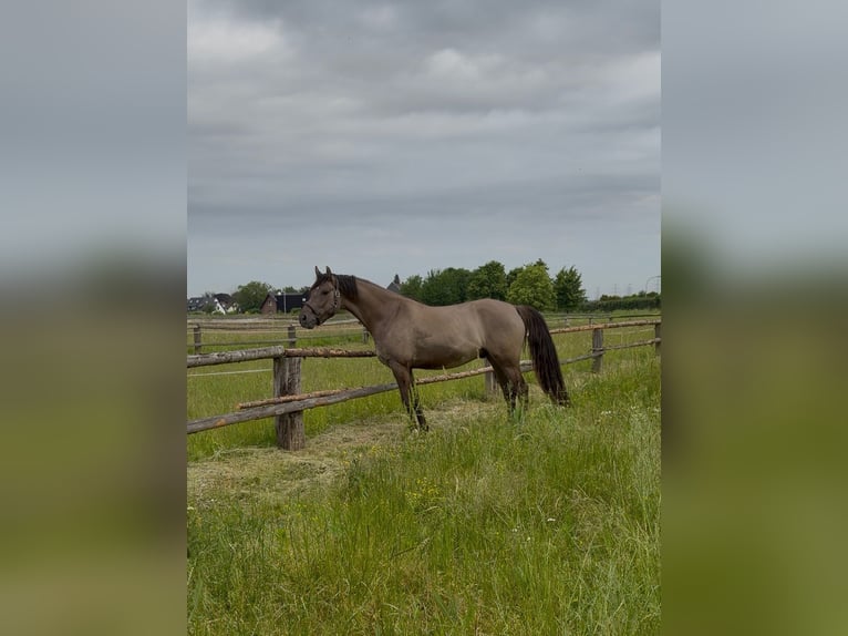 German Riding Pony Gelding 4 years 14.3 hh Dun in Grevenbroich