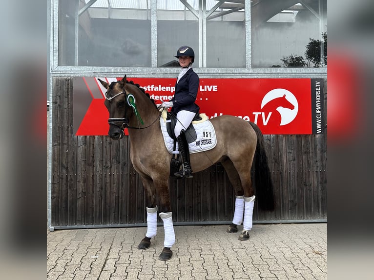 German Riding Pony Gelding 4 years 14,3 hh Dun in Lünen