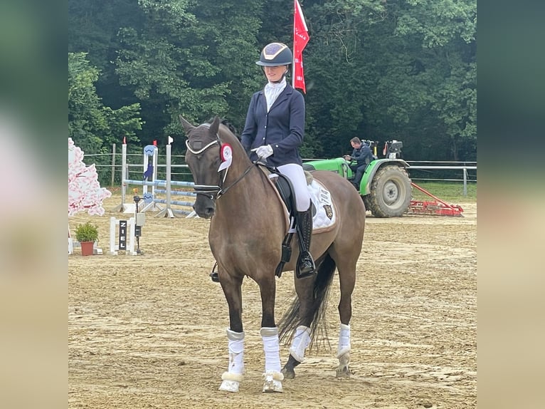 German Riding Pony Gelding 4 years 14,3 hh Dun in Lünen