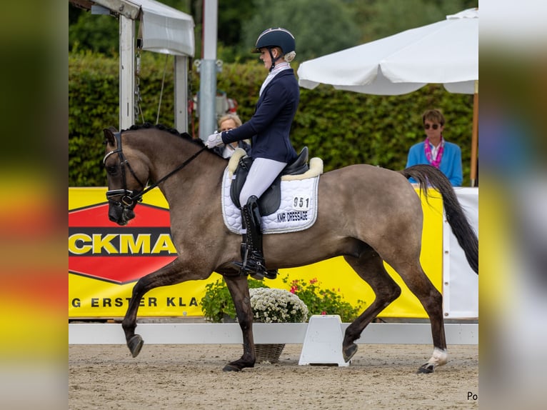 German Riding Pony Gelding 4 years 14,3 hh Dun in Lünen