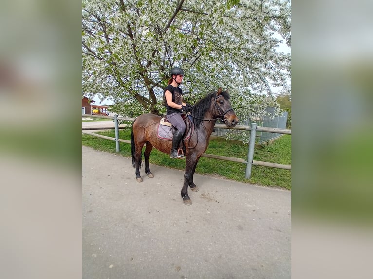 German Riding Pony Gelding 4 years 14 hh Bay-Dark in Kamenz