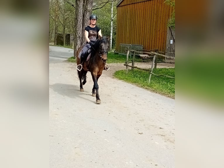 German Riding Pony Gelding 4 years 14 hh Bay-Dark in Kamenz