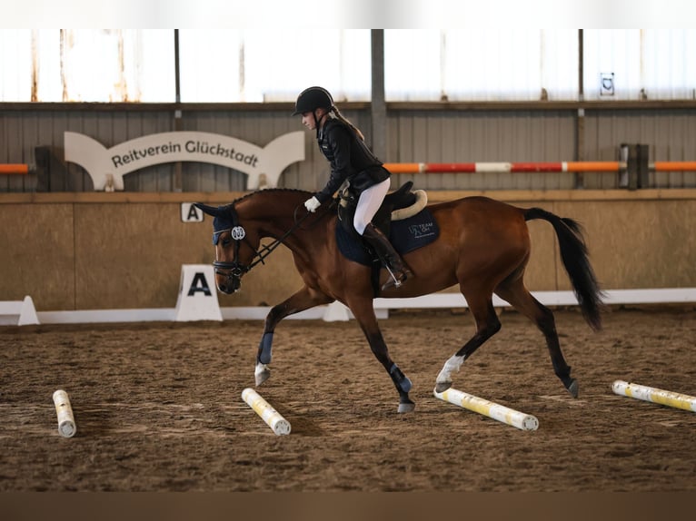 German Riding Pony Gelding 4 years 14 hh Brown in Glückstadt