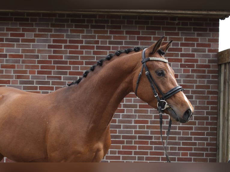 German Riding Pony Gelding 4 years 14 hh Brown in Glückstadt