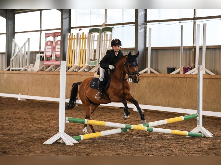 German Riding Pony Gelding 4 years 14 hh Brown in Glückstadt