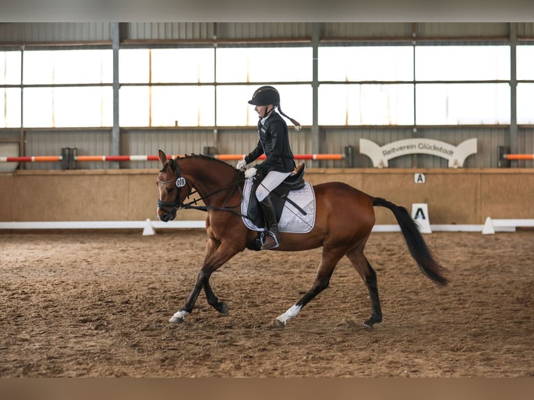 German Riding Pony Gelding 4 years 14 hh Brown in Glückstadt