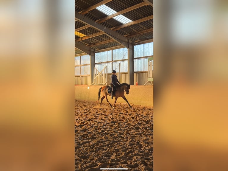 German Riding Pony Gelding 4 years 14 hh Brown in Glückstadt