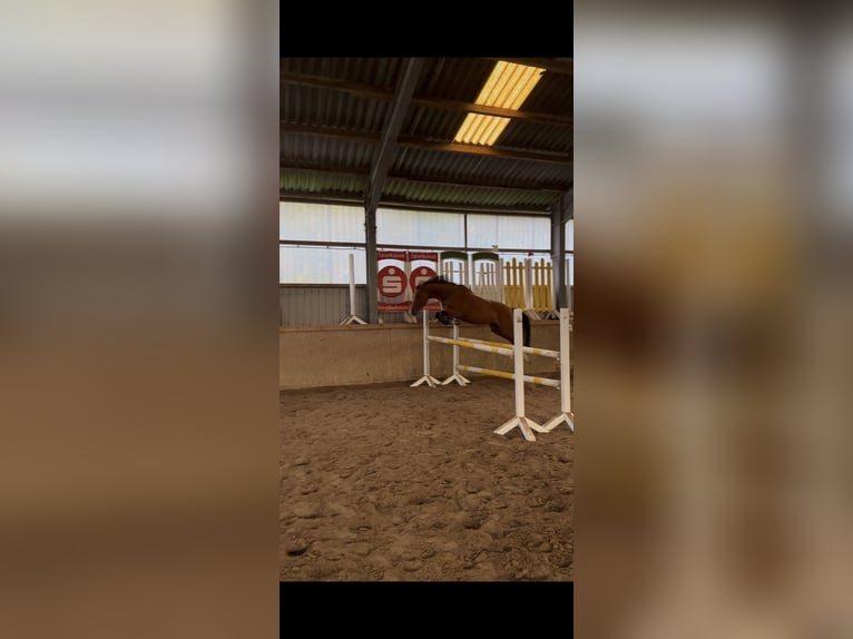 German Riding Pony Gelding 4 years 14 hh Brown in Gl&#xFC;ckstadt