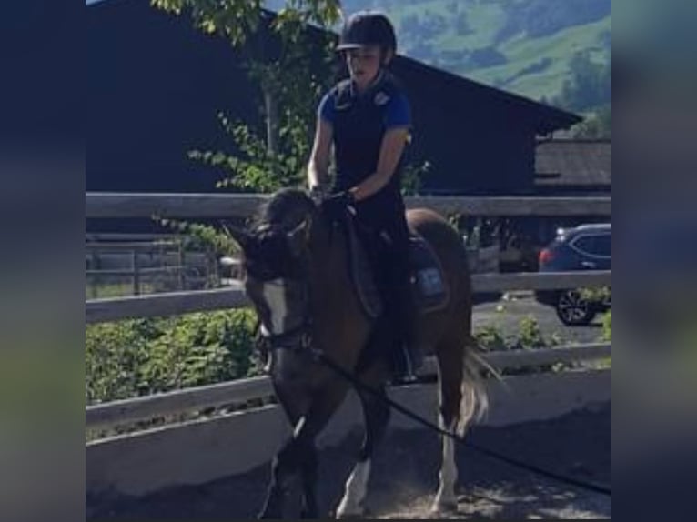 German Riding Pony Gelding 4 years 14 hh Brown Falb mold in Goldau
