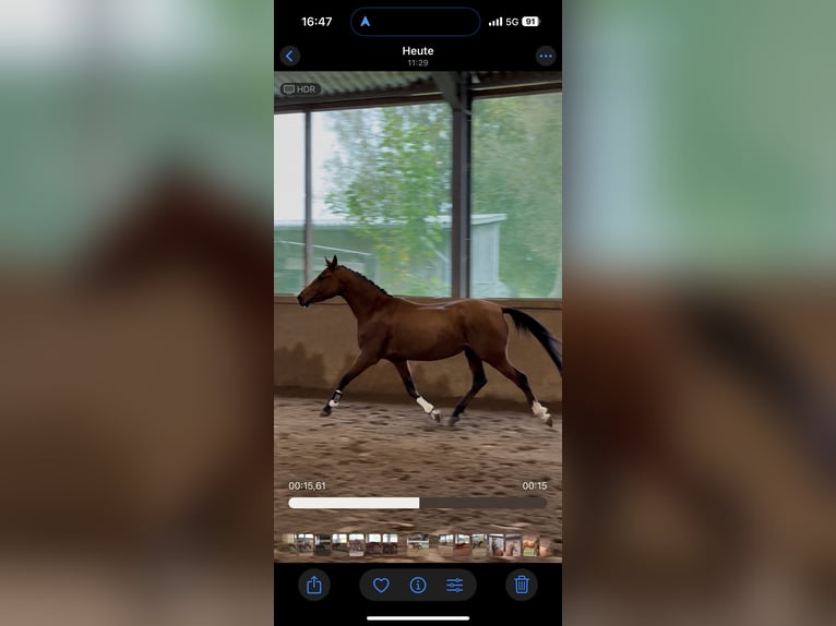 German Riding Pony Gelding 4 years 14 hh Brown in Gl&#xFC;ckstadt