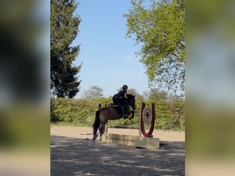 German Riding Pony Mix Gelding 4 years 14 hh Brown in Harsewinkel