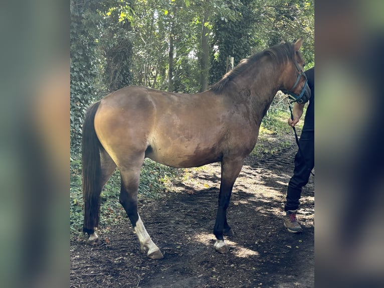 German Riding Pony Mix Gelding 4 years 14 hh Brown in Harsewinkel