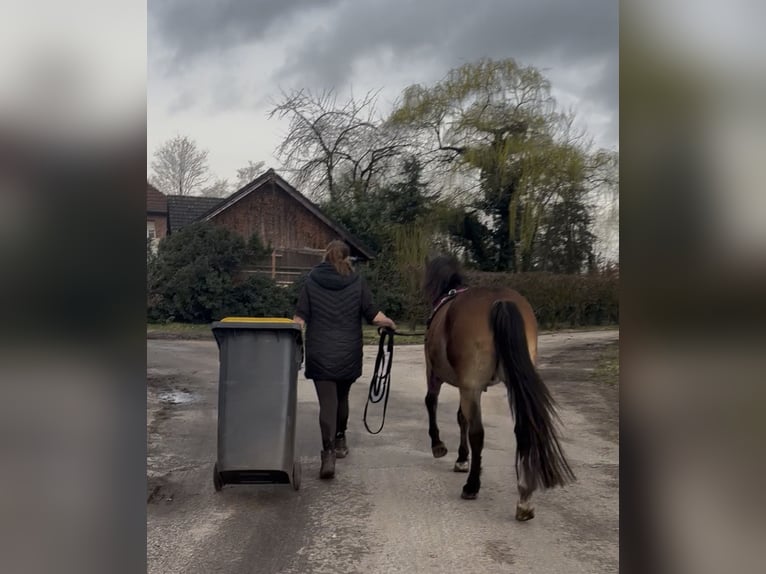 German Riding Pony Mix Gelding 4 years 14 hh Brown in Harsewinkel