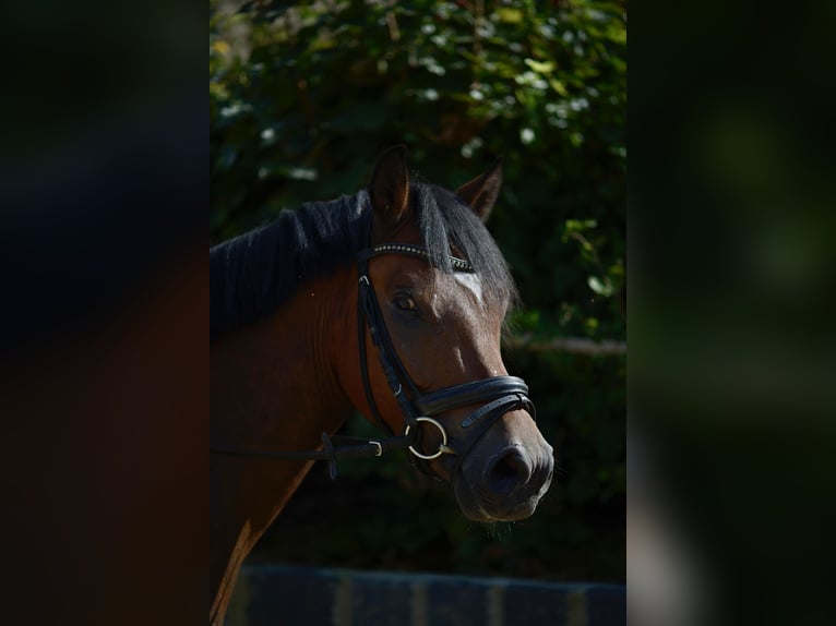 German Riding Pony Gelding 4 years 14 hh Brown in Mülheim an der Ruhr