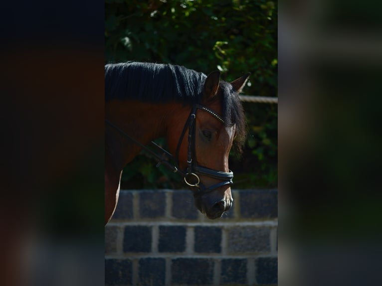 German Riding Pony Gelding 4 years 14 hh Brown in Mülheim an der Ruhr