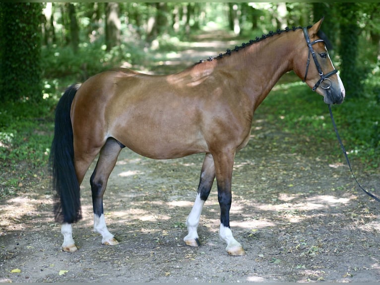 German Riding Pony Gelding 4 years 14 hh Brown in Achern