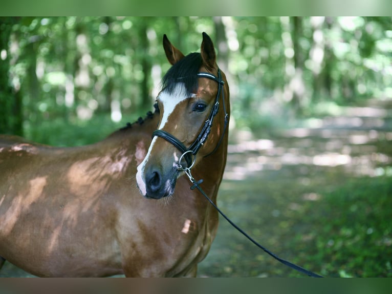 German Riding Pony Gelding 4 years 14 hh Brown in Achern
