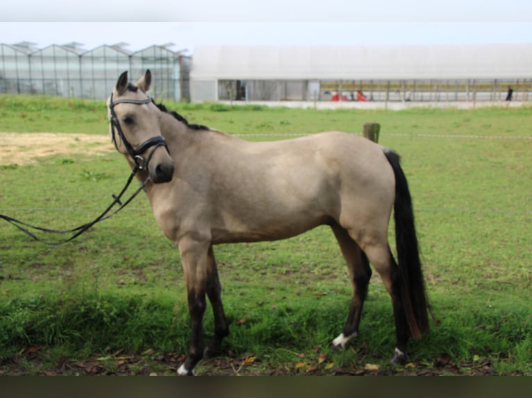 German Riding Pony Gelding 4 years 14 hh Buckskin in Straelen