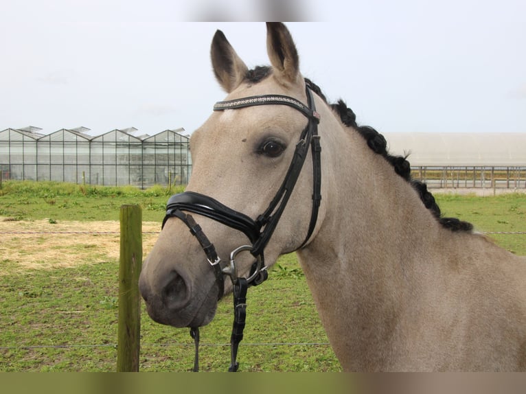 German Riding Pony Gelding 4 years 14 hh Buckskin in Straelen