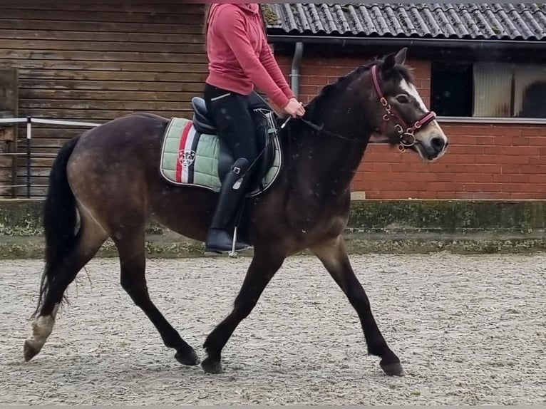 German Riding Pony Gelding 4 years 14 hh Buckskin in Wehrbleck