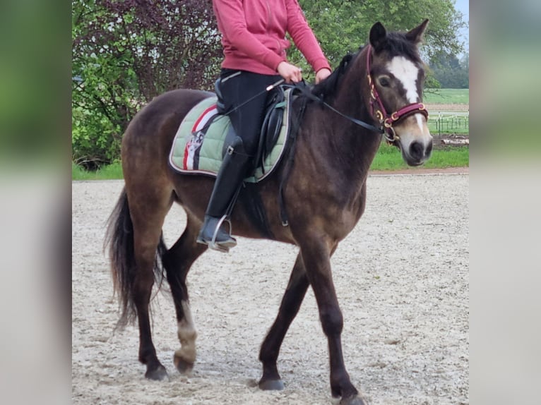 German Riding Pony Gelding 4 years 14 hh Buckskin in Wehrbleck