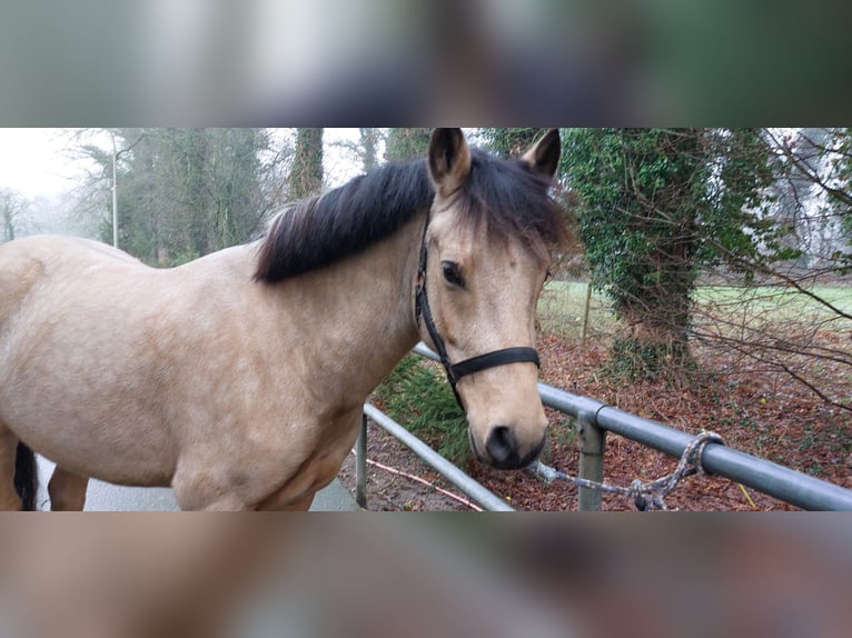 German Riding Pony Gelding 4 years 14 hh Buckskin in Wrist