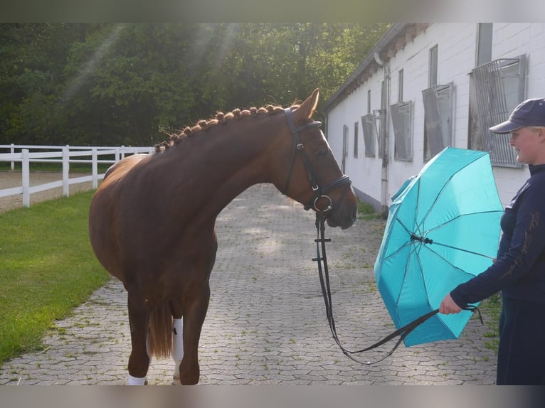 German Riding Pony Gelding 4 years 14 hh Chestnut in Schlangen