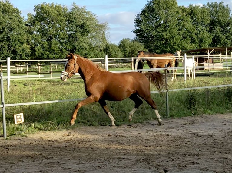 German Riding Pony Gelding 4 years 14 hh Chestnut-Red in Wapelfeld