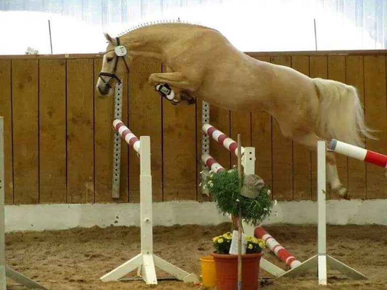 German Riding Pony Gelding 4 years 14 hh Chestnut-Red in Wapelfeld