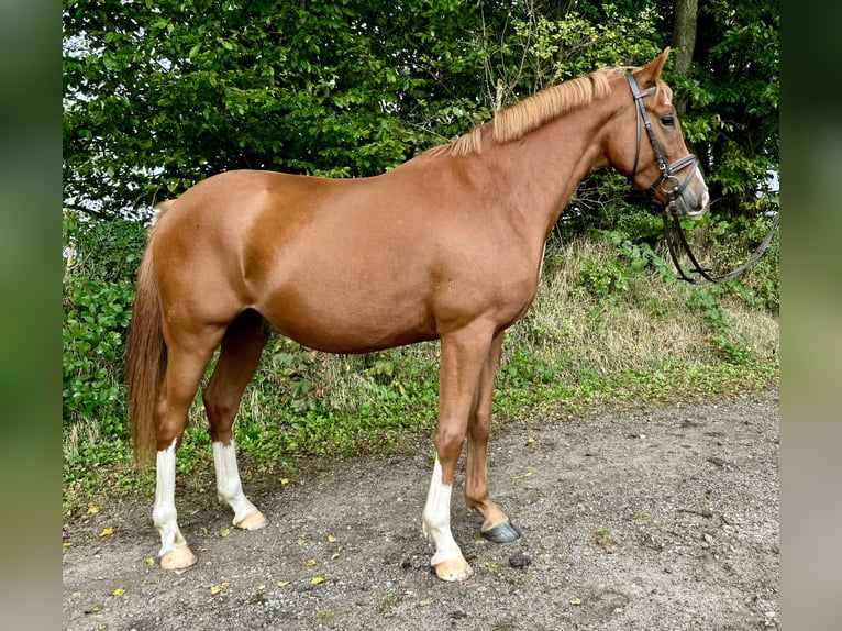 German Riding Pony Gelding 4 years 14 hh Chestnut-Red in Wapelfeld