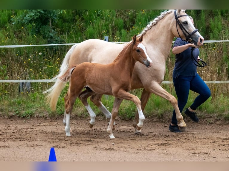 German Riding Pony Gelding 4 years 14 hh Chestnut-Red in Wapelfeld