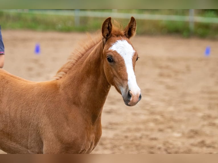 German Riding Pony Gelding 4 years 14 hh Chestnut-Red in Wapelfeld