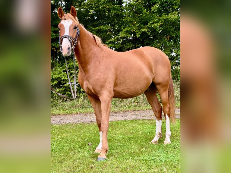 German Riding Pony Gelding 4 years 14 hh Chestnut-Red in Wapelfeld