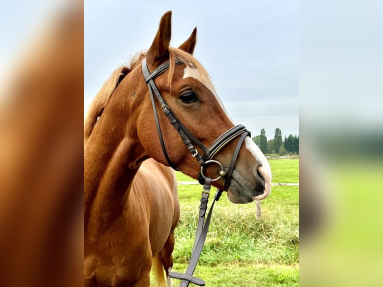 German Riding Pony Gelding 4 years 14 hh Chestnut-Red in Wapelfeld