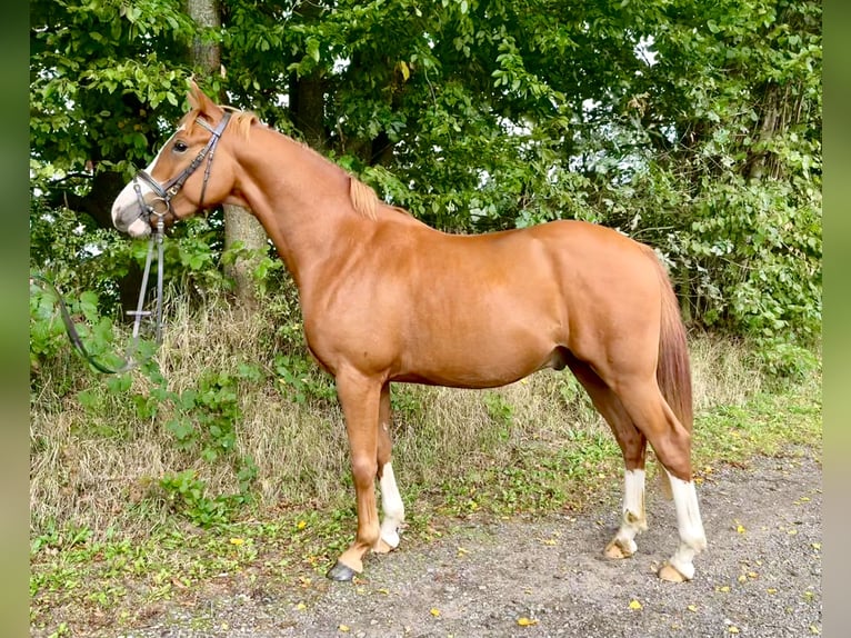 German Riding Pony Gelding 4 years 14 hh Chestnut-Red in Wapelfeld