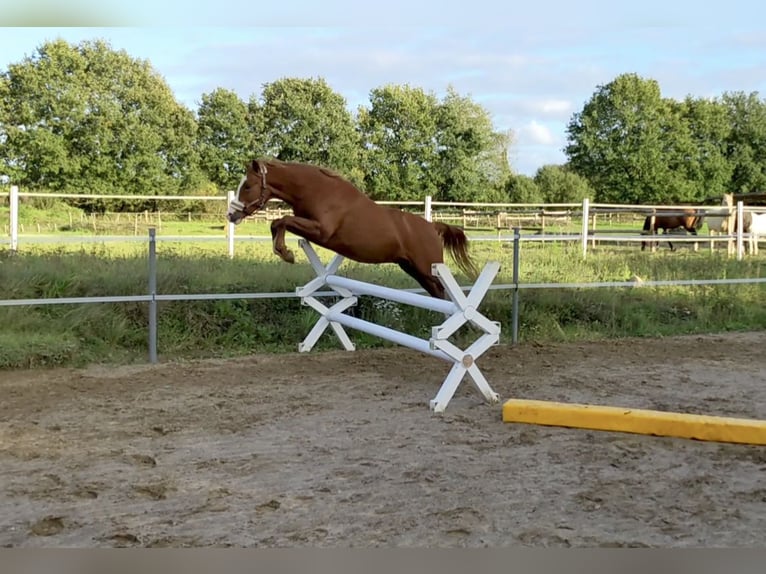 German Riding Pony Gelding 4 years 14 hh Chestnut-Red in Wapelfeld