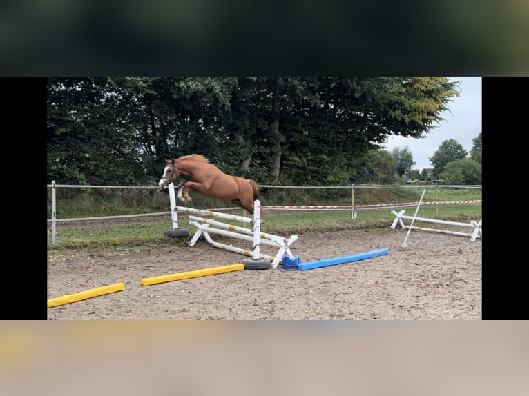 German Riding Pony Gelding 4 years 14 hh Chestnut-Red in Wapelfeld