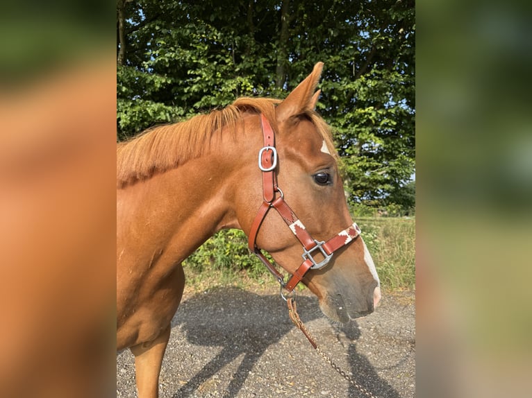 German Riding Pony Gelding 4 years 14 hh Chestnut-Red in Wapelfeld