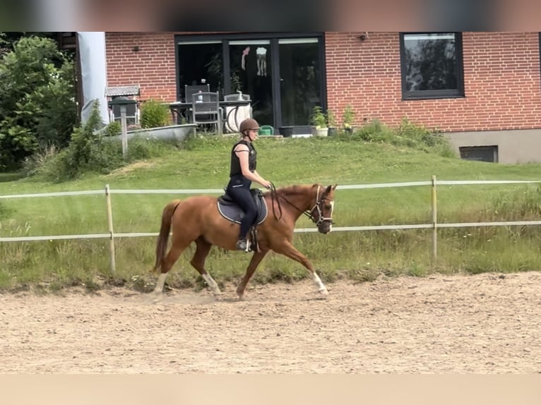 German Riding Pony Gelding 4 years 14 hh Chestnut-Red in Wapelfeld
