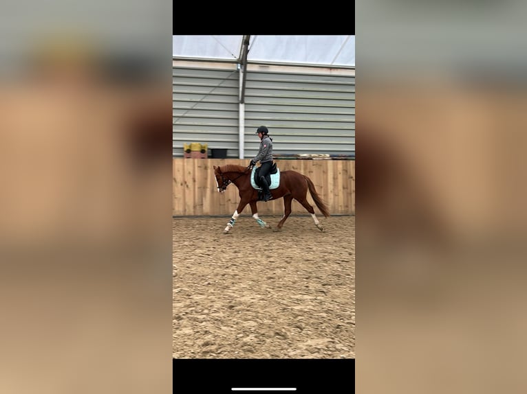 German Riding Pony Gelding 4 years 14 hh Chestnut-Red in Beckum