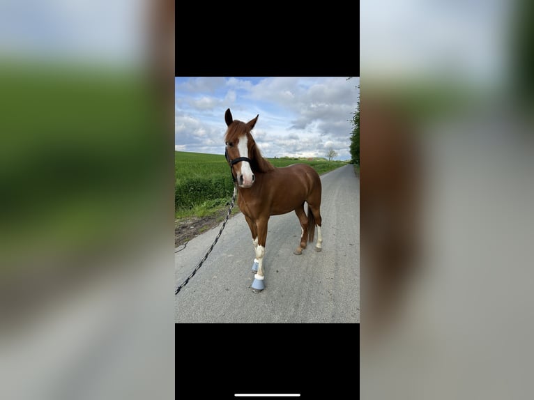 German Riding Pony Gelding 4 years 14 hh Chestnut-Red in Beckum