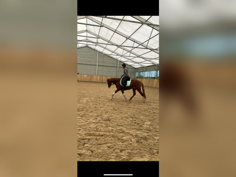 German Riding Pony Gelding 4 years 14 hh Chestnut-Red in Beckum