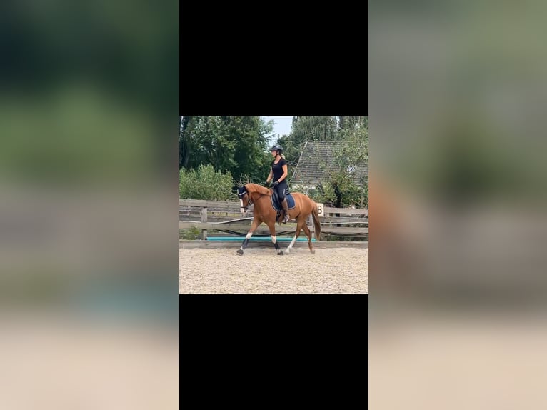 German Riding Pony Gelding 4 years 14 hh Chestnut-Red in Beckum