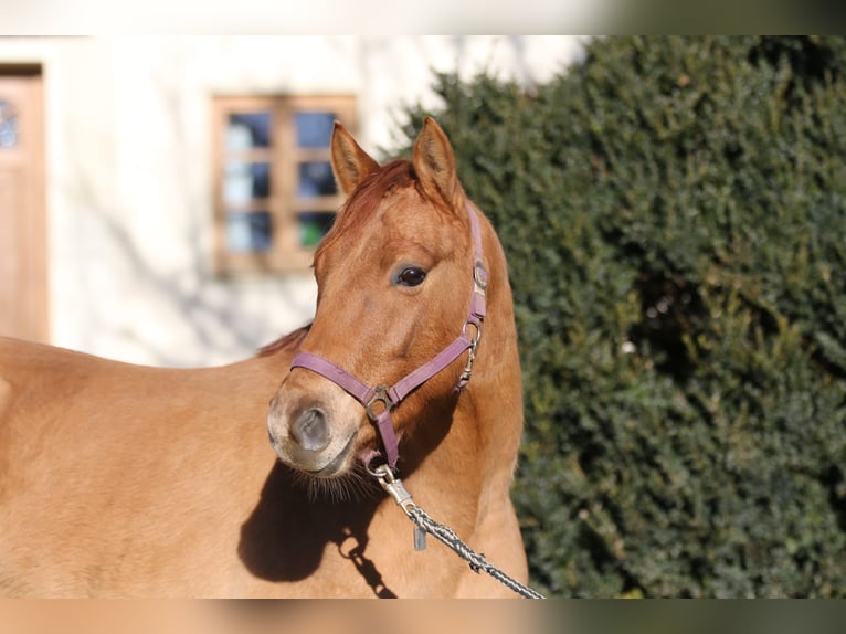 German Riding Pony Gelding 4 years 14 hh Chestnut-Red in Au in der Hallertau
